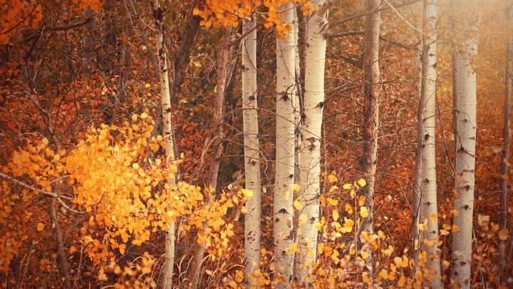 Logo for Women of Worth (Widows)