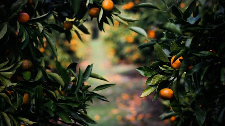 Logo for Whitaker Group