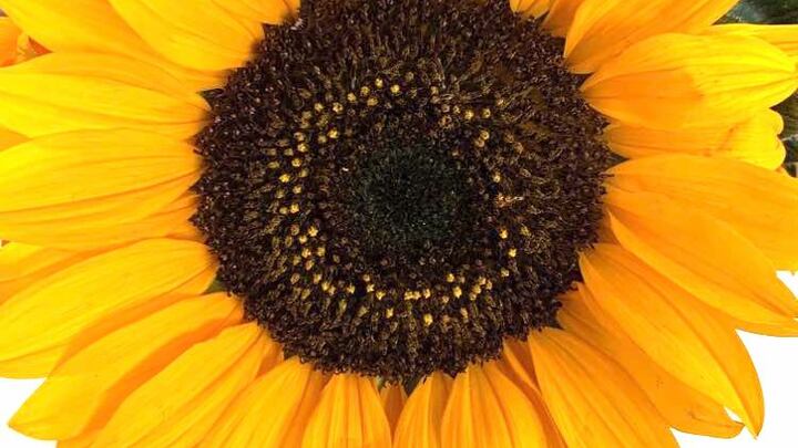 Logo for Jenny 小組