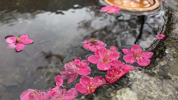 Logo for Lizel Pieterse (Ladies Group)