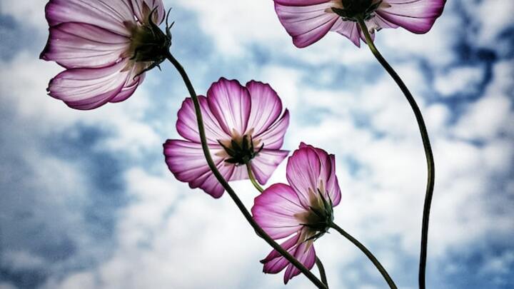 Logo for Just for Ladies