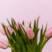 Logo for Women's Life Group