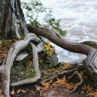 Logo for Men's Bible Study | Ben Feltes