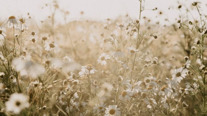 Logo for W.I.L.D. Women