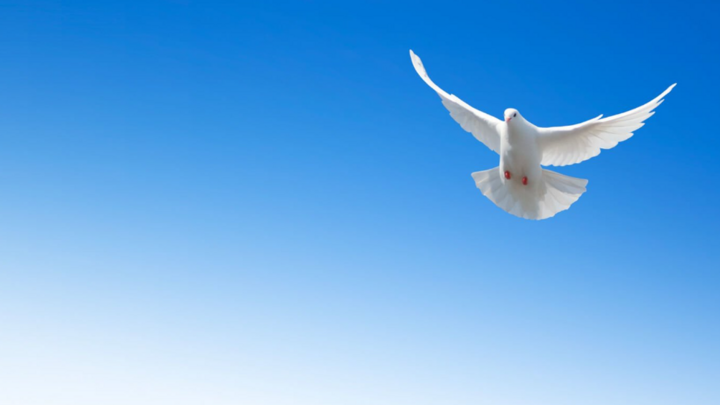 Logo for Holy Spirit Night - team