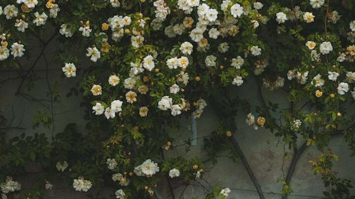 Logo for Wednesday Evening- Centenos