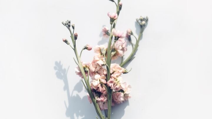 Logo for Brave Women