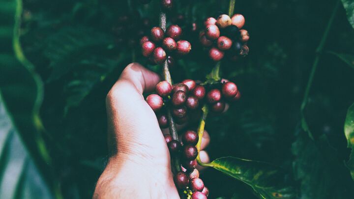Logo for Berry (and other fruit) Picking