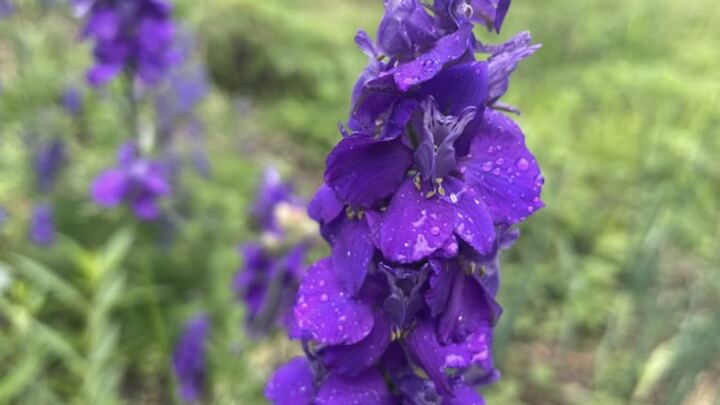 Logo for Floral City Community Group