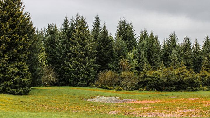 Logo for Firearms Safety