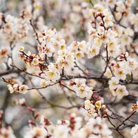 Logo for Calvary Ladies - Greenwood Campus