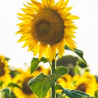 Logo for Ladies' Small Group - Brammer/Broadfield