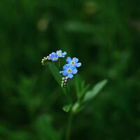 Logo for Forget Me Not