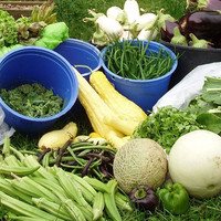 Foothills Garden