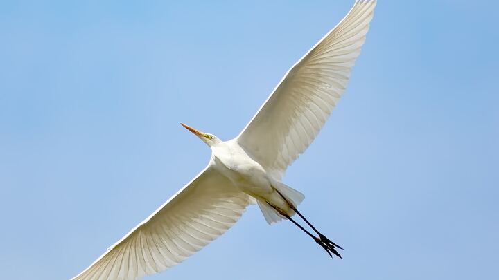 Logo for Wings: Prayer and Practical Help