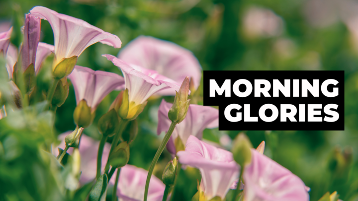 Logo for Morning Glories