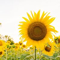 Logo for AdultPlus Chapel