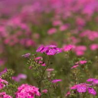 Logo for Ladies Small Group