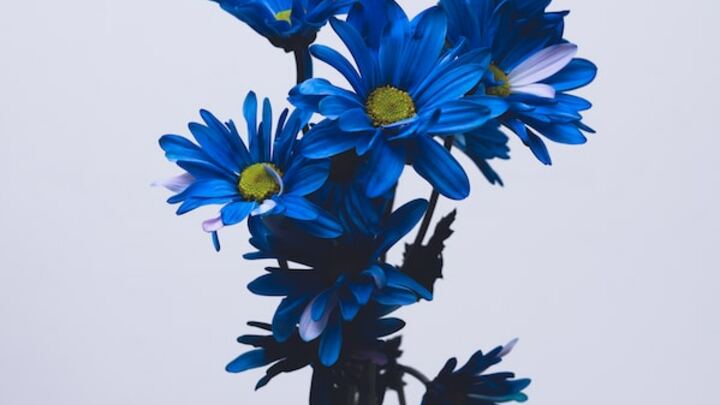 Logo for Spouse Loss