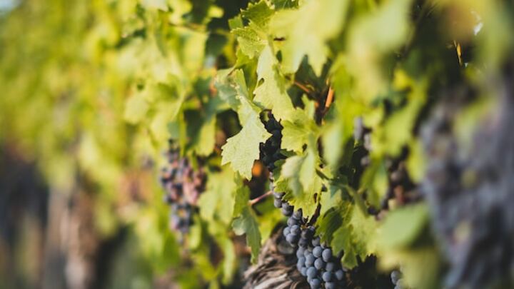 Logo for The Vineyard