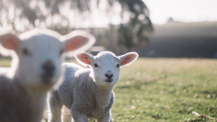 Logo for Lambs for Christ - 3 Yrs Old