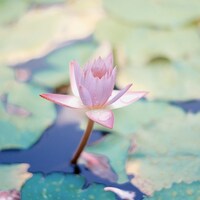 Logo for Consider the Lilies Team