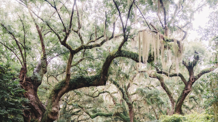 Logo for South Carolina - Johns Island (Charleston)