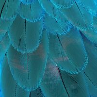 Logo for Connection Group - Piedades