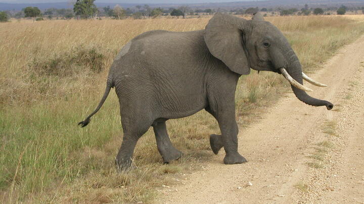 Logo for Langley - Adults (Rafik and Safia Daudjee)