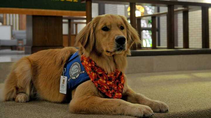 Logo for Comfort Dog Team