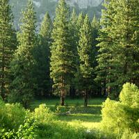 Logo for Empty Nesters