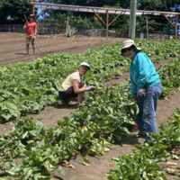 Logo for Coastline Farm Team - Friday
