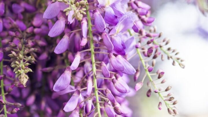 Logo for Board of Trustees