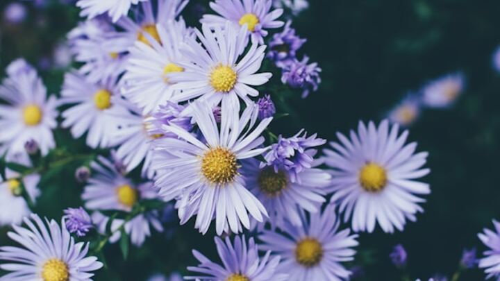 Logo for Beauty for Ashes