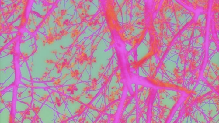 Logo for Women's Bible Study