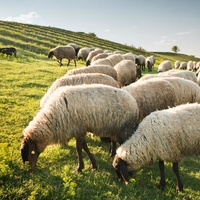 Logo for Shepherd Team