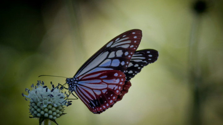 Logo for Surrendering the Secret: Abortion Healing & Recovery