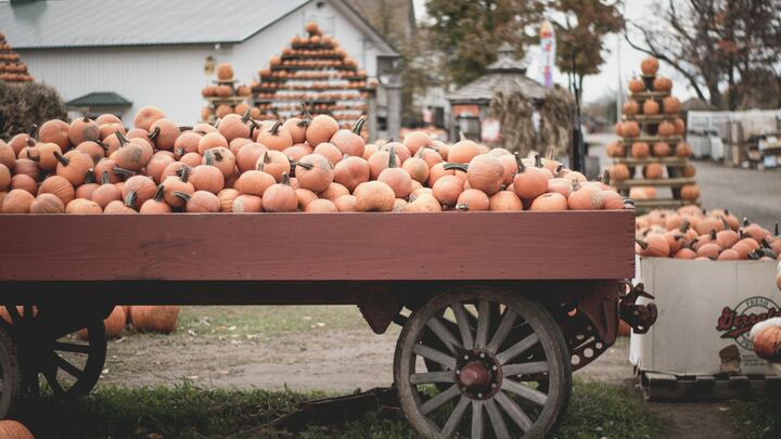 Logo for Fall Fest Committee