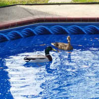 Pool Life Group