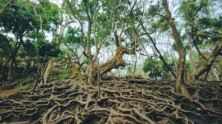 Logo for Growing Deep - Biblical Study Workshop