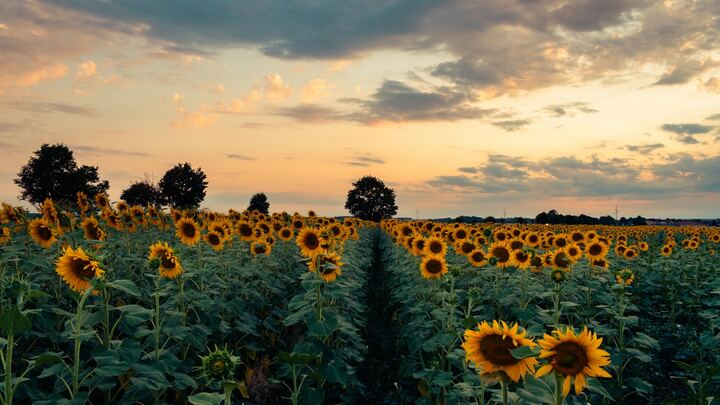 Logo for Single and Thriving