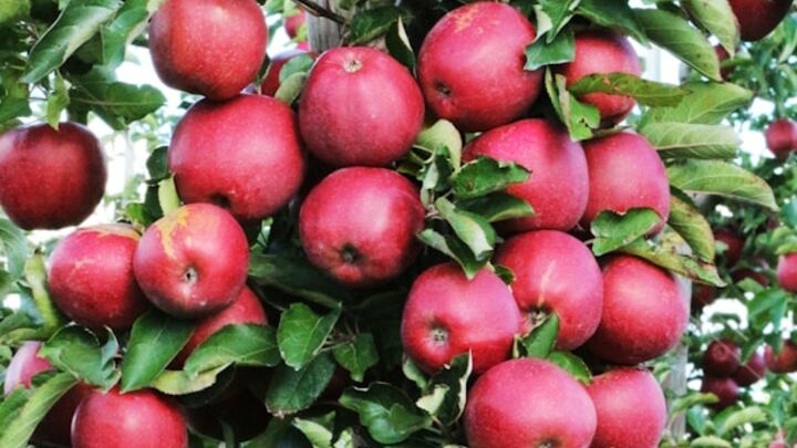 Logo for Hedlund Home Group