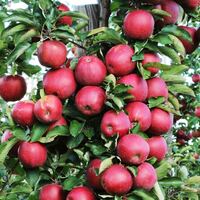 Logo for Hedlund Home Group