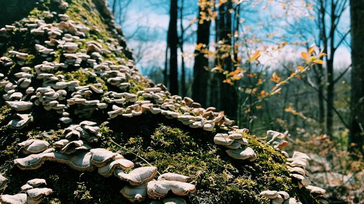 Logo for Arkansas - Fort Smith
