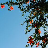 Logo for Beauty for Ashes