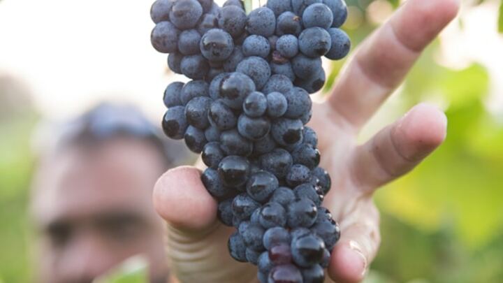 Logo for Abiding in the Vine