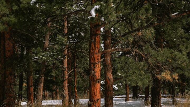 Logo for Black Forest Group