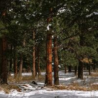 Logo for Black Forest Group