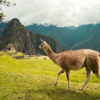 Logo for Peru Trip Feb 2025