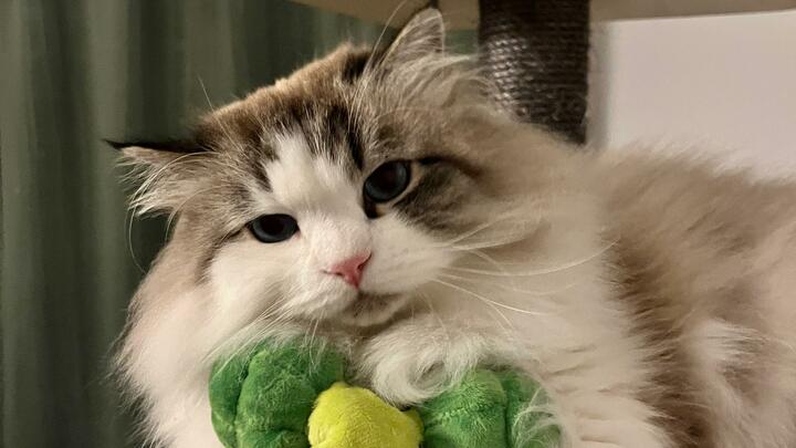 Logo for Kloten Connect Group